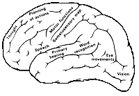 figure/brain_areas